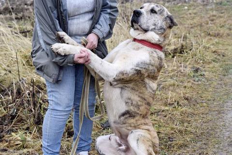 В дар собаку. Белый щенок Дин от папы-алабая ищет дом. Фото3