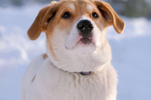 В дар собаку. Белый щенок Дин от папы-алабая ищет дом. Фото4