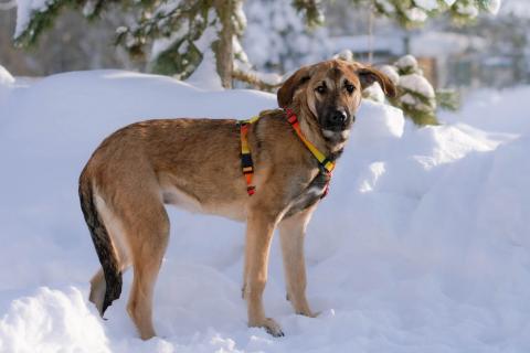 В дар собаку. Нежная и трепетная девочка Дина очень ждет свою маму. Фото1
