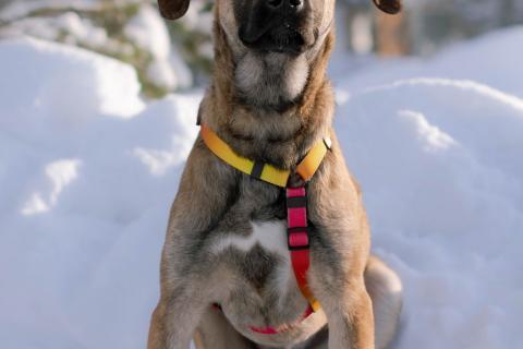 В дар собаку. Нежная и трепетная девочка Дина очень ждет свою маму. Фото2