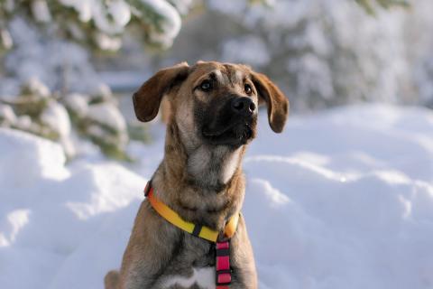 В дар собаку. Нежная и трепетная девочка Дина очень ждет свою маму. Фото3