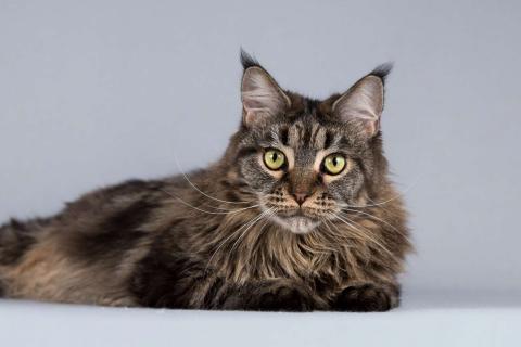 В дар кошку. Роскошная кошка мейнкун Мурлыка в добрые руки. Фото4