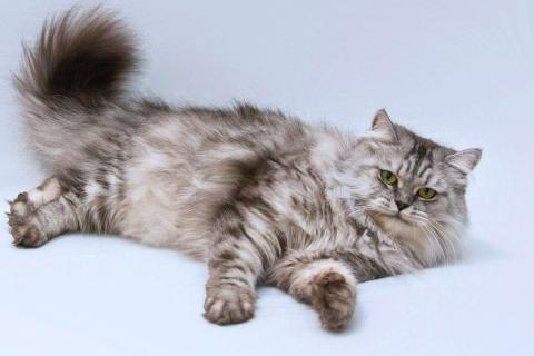 В дар кошку. Ласковая пушистая кошка Мисо в добрые руки. Фото2