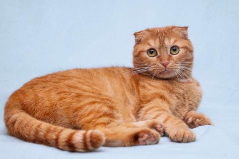 В дар кошку. Рыжая вислоухая кошечка Манго в добрые руки. Фото2