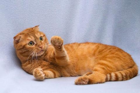 В дар кошку. Рыжая вислоухая кошечка Манго в добрые руки. Фото3