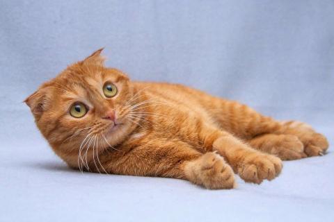В дар кошку. Рыжая вислоухая кошечка Манго в добрые руки. Фото4