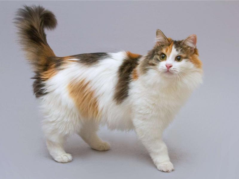 В дар кошку