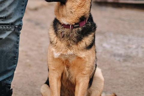 В дар собаку. Кай, молодой домашний пес ищет дом. Фото1
