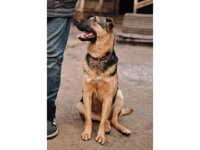 В дар собаку