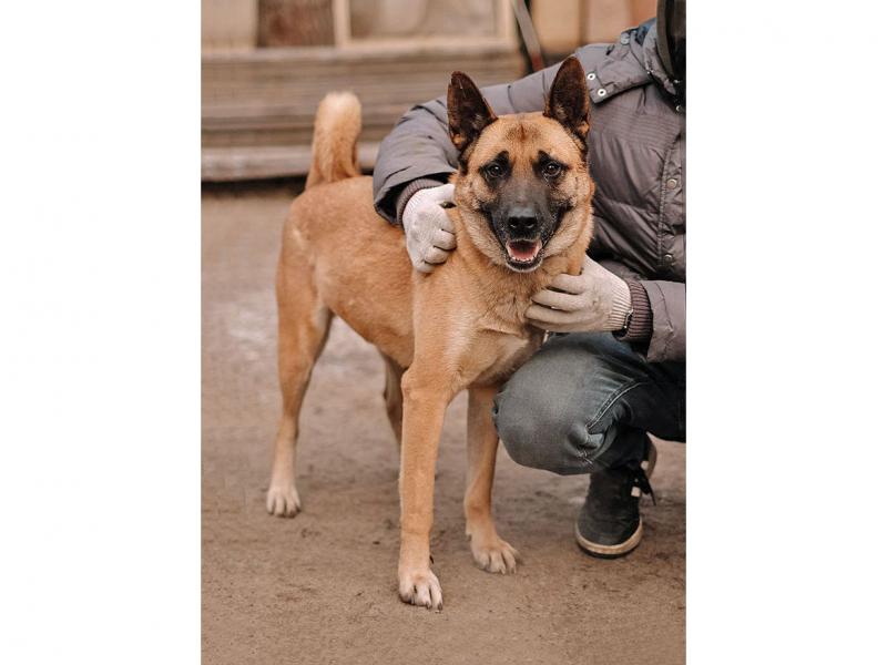 В дар собаку