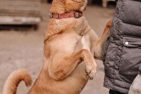 В дар собаку. Красивая домашняя собака Плюша ищет дом. Фото4