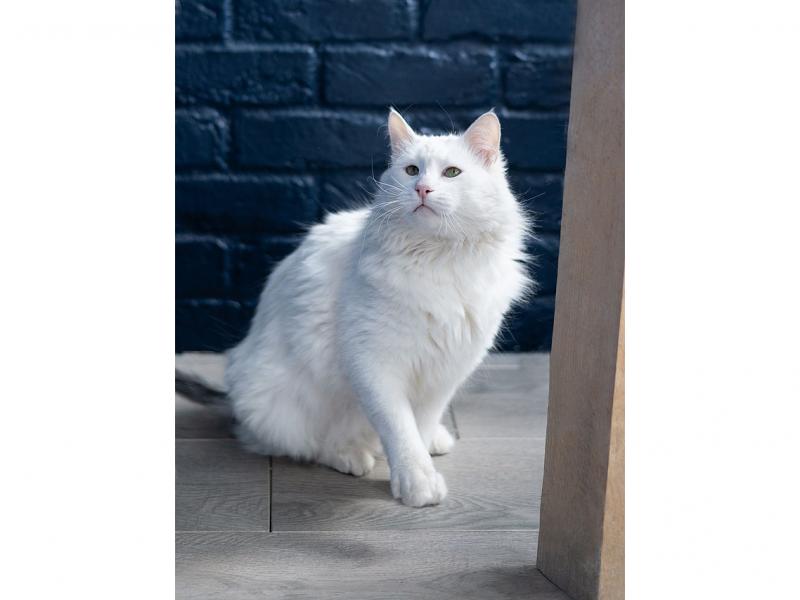 В дар кошку