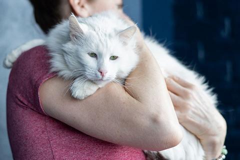 В дар кошку. Белоснежный красавец, домашний котик Ченя ищет дом. Фото3