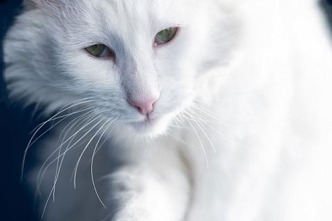 В дар кошку. Белоснежный красавец, домашний котик Ченя ищет дом. Фото4