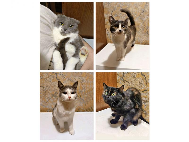 В дар кошку