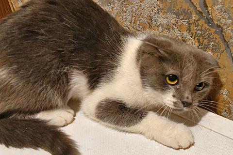 В дар кошку. Ищут дом домашние котики — они очень ждут своих людей . Фото2