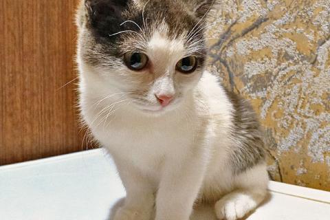 В дар кошку. Ищут дом домашние котики — они очень ждут своих людей . Фото4