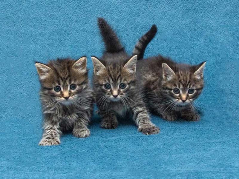 В дар кошку