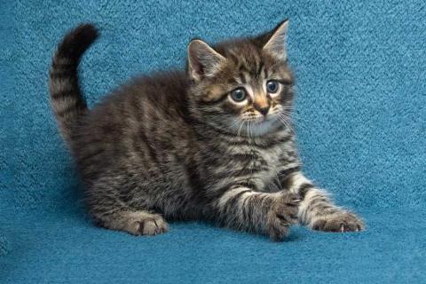 В дар кошку. Крохи-котята ищут дом и надёжных, заботливых хозяев. Фото3