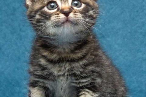 В дар кошку. Крохи-котята ищут дом и надёжных, заботливых хозяев. Фото4