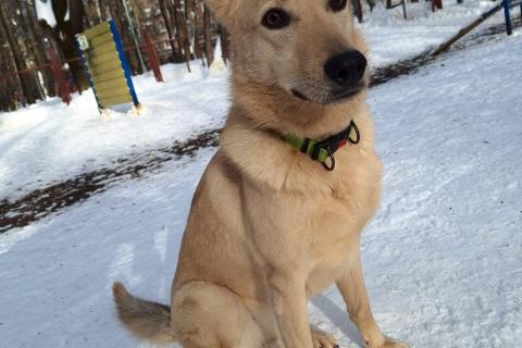 В дар собаку. Мила, самое милое и потрясающее существо!. Фото2