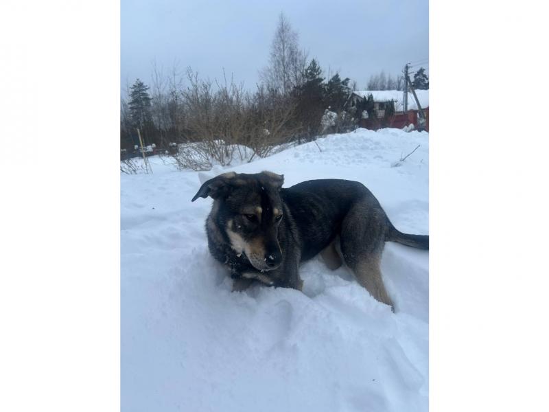 В дар собаку