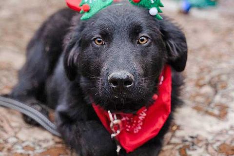 В дар собаку. Ищет дом очаровательный щенок-подросток Мишутка. Фото2