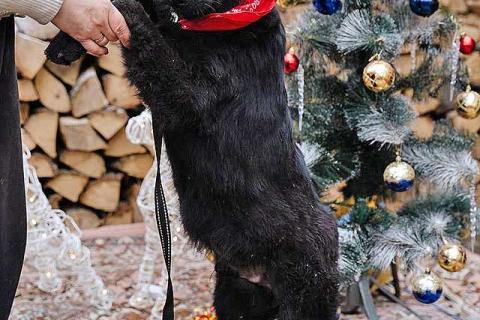 В дар собаку. Ищет дом очаровательный щенок-подросток Мишутка. Фото4