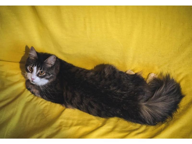 В дар кошку