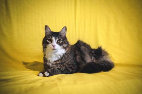 В дар кошку. Пушистый котик Камыш ищет хозяина. Фото2