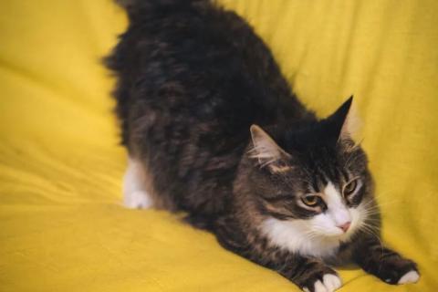 В дар кошку. Пушистый котик Камыш ищет хозяина. Фото3