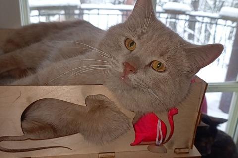В дар кошку. Рыжий, вежливый и тактичный кот Стив в добрые руки. Фото1