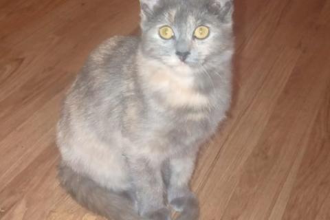 В дар кошку. Трехцветный котёнок Малышка в добрые руки. Фото1