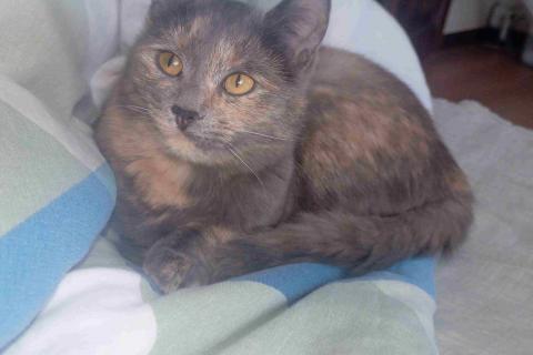 В дар кошку. Трехцветный котёнок Малышка в добрые руки. Фото3