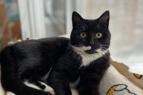 В дар кошку. Маркизный ласковый кот Орешек в добрые руки. Фото1