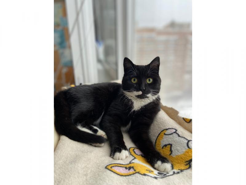 В дар кошку