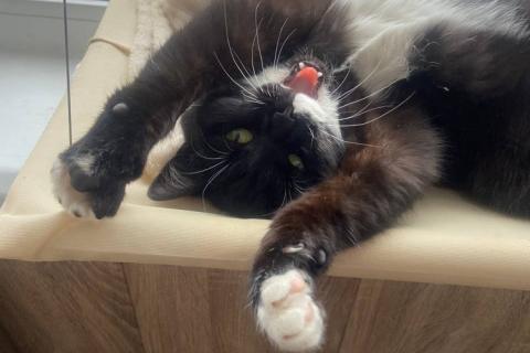 В дар кошку. Маркизный ласковый кот Орешек в добрые руки. Фото3