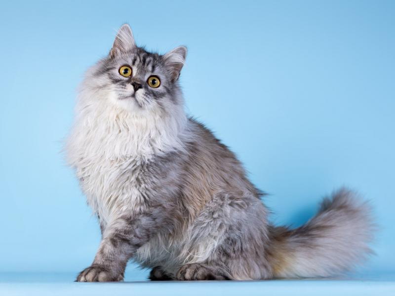 В дар кошку