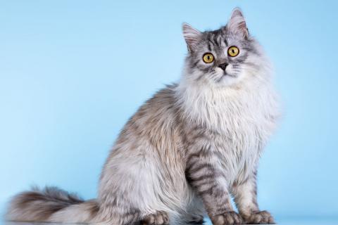 В дар кошку. Плюшевый юный котик Барни. Фото2