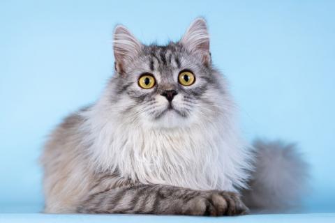 В дар кошку. Плюшевый юный котик Барни. Фото4