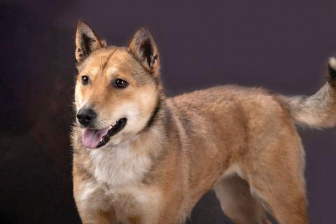 В дар собаку. Самая ласковая и добрая собачка Лори ищет дом. Фото3