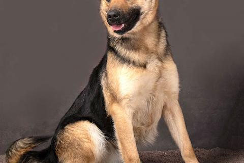 В дар собаку. Молодая, ласковая и общительная собачка Альма ищет дом. Фото4