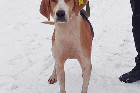 В дар собаку. Зара, обворожительная, статная гончая ищет дом. Фото1