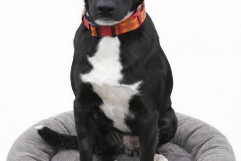 В дар собаку. Чудесная собачка Марси ищет дом и семью!. Фото1