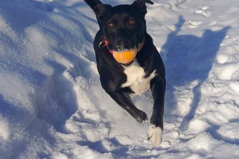 В дар собаку. Чудесная собачка Марси ищет дом и семью!. Фото4