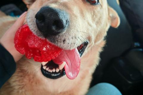 В дар собаку. Лапус самый человекоорентированный пёс!. Фото3