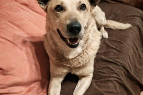 В дар собаку. Лапус самый человекоорентированный пёс!. Фото4