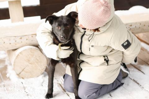 В дар собаку. Черный щенок Асти в дар. Фото1