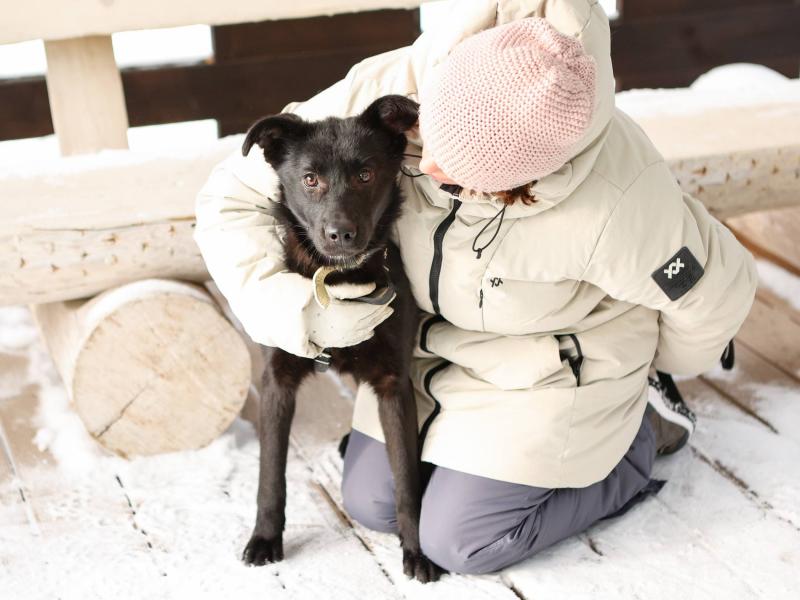 В дар собаку