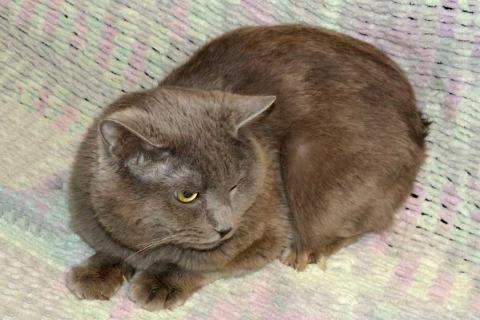 В дар кошку. Ясон, кот-подкидыш, который всё ещё ждёт своего человека. Фото1